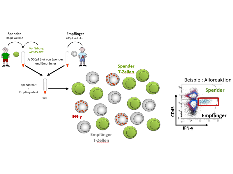 Nachweis alloreaktiver T-Zellen