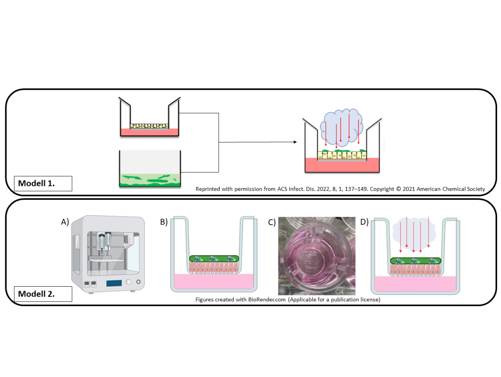Bakterielle Biofilme auf Lungenzellen-Monolayer als in vitro Modell einer chronischen Lungeninfektion