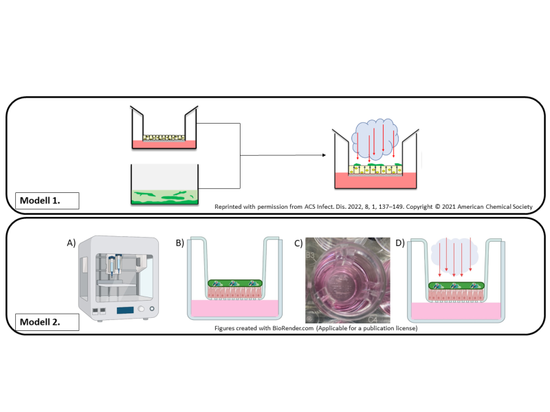 Bakterielle Biofilme auf Lungenzellen-Monolayer als in vitro Modell einer chronischen Lungeninfektion