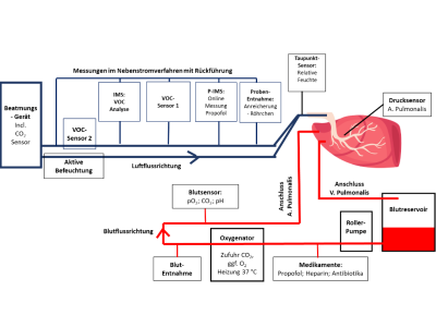 Ex vivo Ventilations- und Perfusionsschweinelungen-Modell