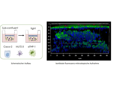 Intestinalbarriere mit Zellen des angeborenen Immunsystems