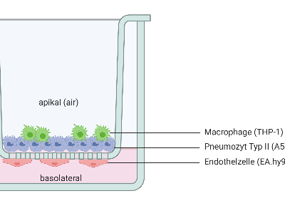 In-vitro-Triple-Lungenmodell