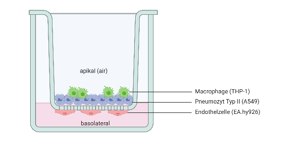 In-vitro-Triple-Lungenmodell