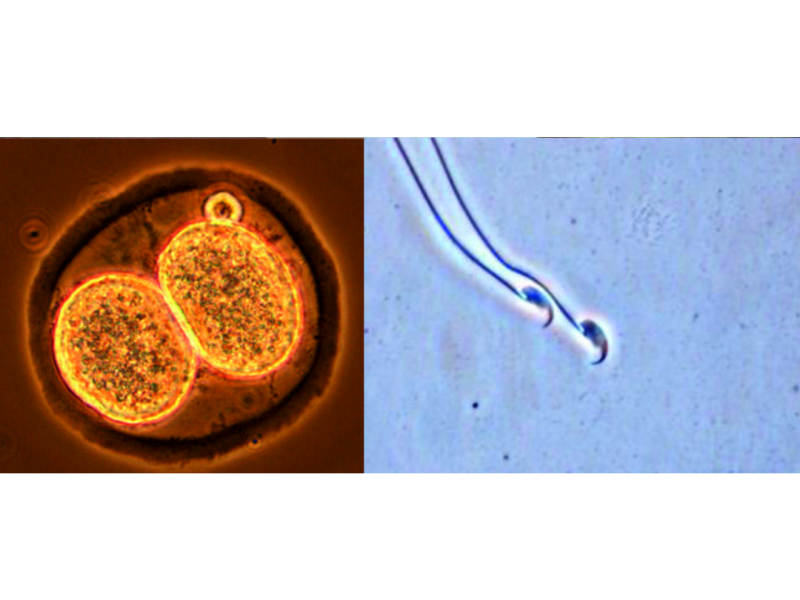 Kryokonservierung von Mausembryonen und -spermien