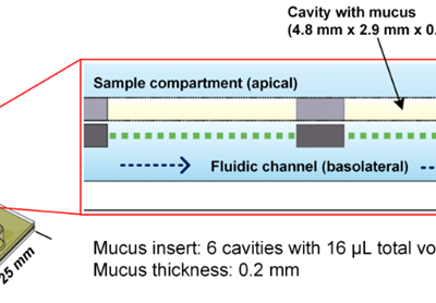 Porzines Ex-vivo-GIT-Modell ("Mukus-Chip")