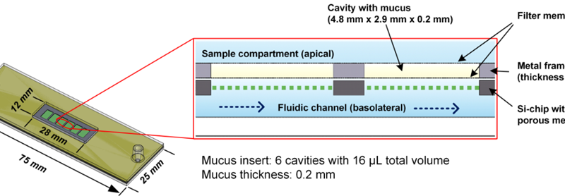 Porzines Ex-vivo-GIT-Modell ("Mukus-Chip")