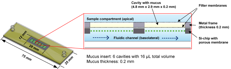 Porzines Ex-vivo-GIT-Modell ("Mukus-Chip")