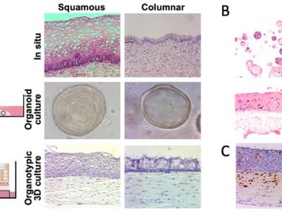 Organoide und organotypische 3D-Kulturen aus Haut, Schleimhaut, Niere und Harnwegen