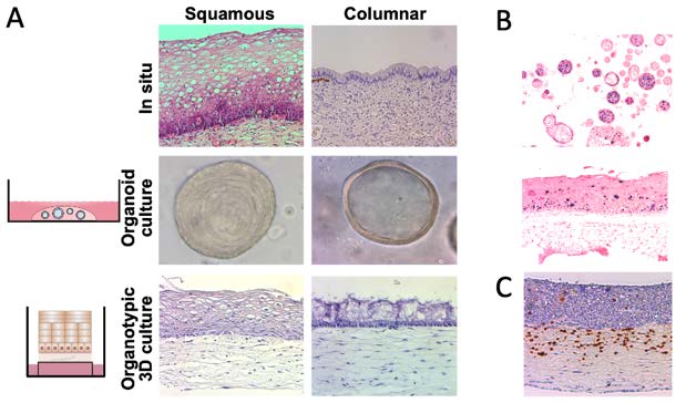 Organoide und organotypische 3D-Kulturen aus Haut, Schleimhaut, Niere und Harnwegen