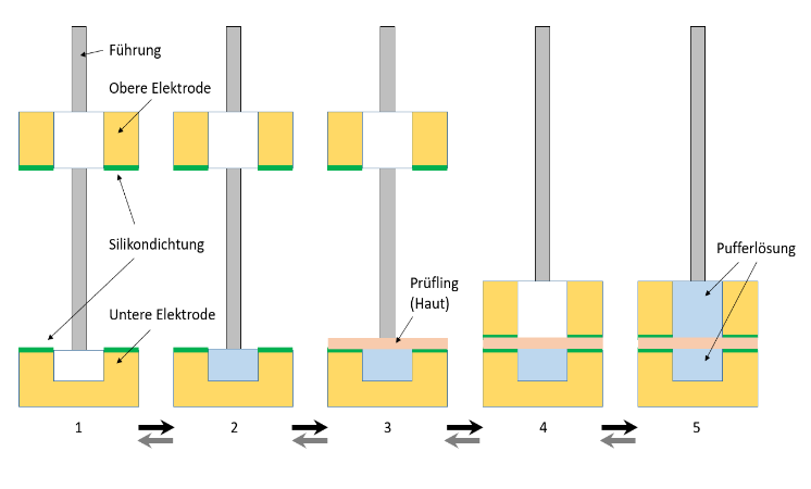 Permeation Humanhaut zur Entwicklung und Qualitätskontrolle von lokal applizierten Arzneimitteln