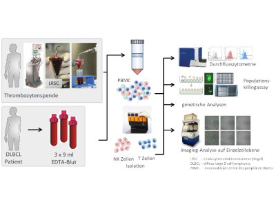 Tumorimmunologie mit primären menschlichen Immunzellen
