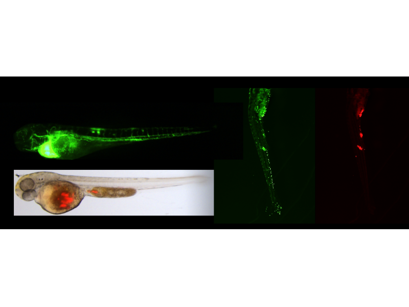 Zebrafisch-Infektionsmodell