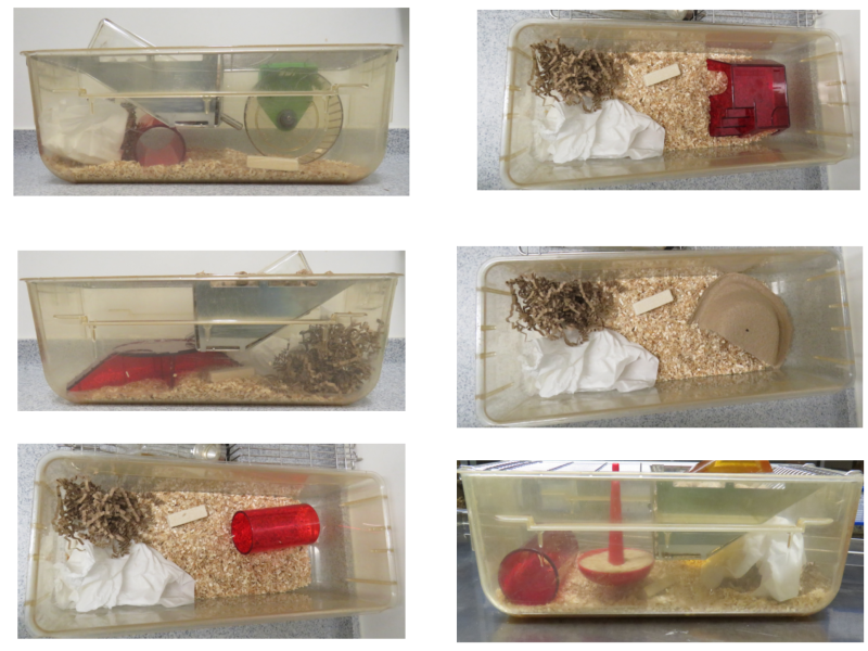 Artgerechte Haltung von Mäusen in Versuchstierhaltungen