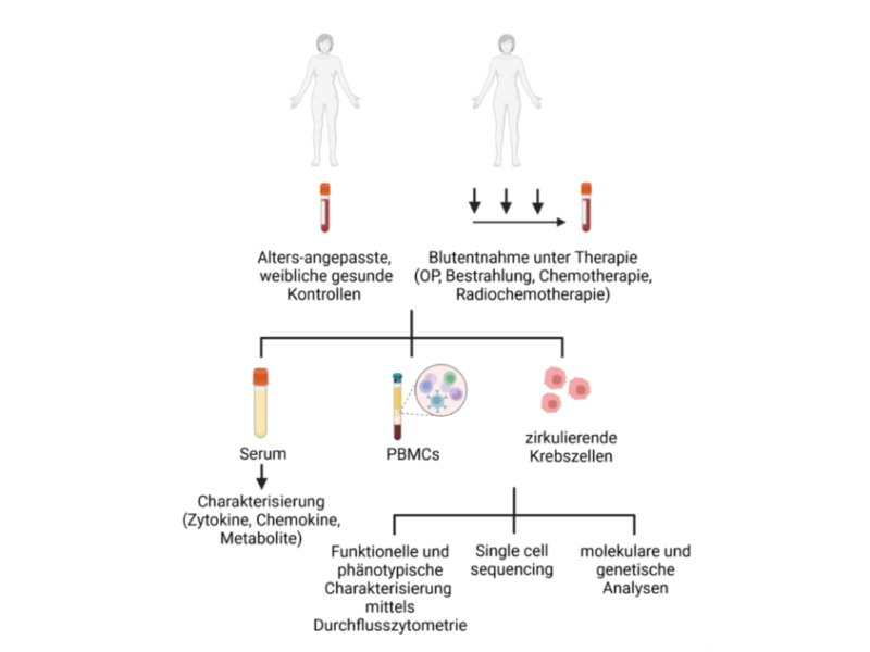 Charakterisierung des Therapie-induzierten humanen Immunmilieus (Tumorimmunologie)