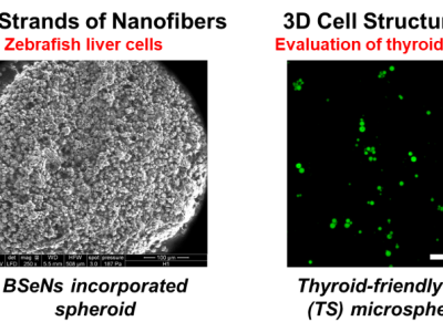 Endokrine Störungsbeurteilungswerkzeug auf der Grundlage von Nicht-Tierversuchsmethoden unter Verwendung von bioengineerten 3D-Kulturen